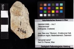 Foto (Objket + Etiketten) von „Tithanotromota“ 